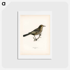 アートポストカード-Blackbird
 - スヴェンスカ フォグラル Postcard.
