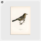 アートポストカード-Blackbird
 - スヴェンスカ フォグラル Postcard.