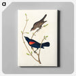 アートパネル-Prairie Starling
 - アメリカの鳥たち Canvas.
