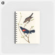 アートメモ帳-Prairie Starling
 - アメリカの鳥たち Memo.
