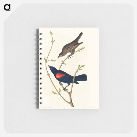 アートメモ帳-Prairie Starling
 - アメリカの鳥たち Memo.
