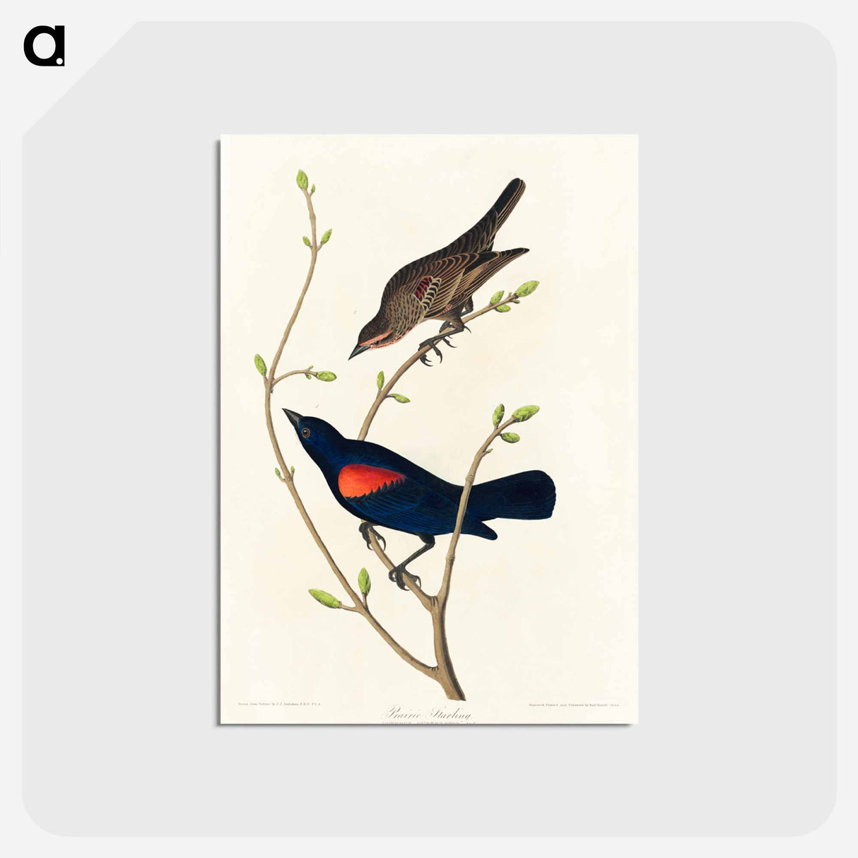 アートポストカード-Prairie Starling
 - アメリカの鳥たち Postcard.
