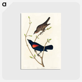 アートポストカード-Prairie Starling
 - アメリカの鳥たち Postcard.