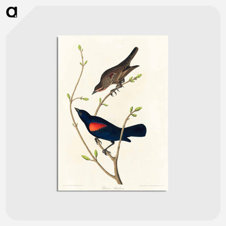 アートポストカード-Prairie Starling
 - アメリカの鳥たち Postcard.