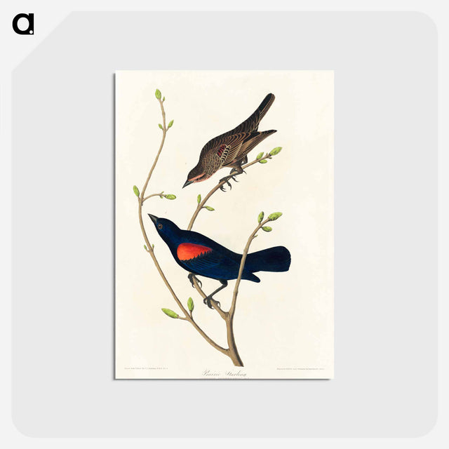 アートポストカード-Prairie Starling
 - アメリカの鳥たち Postcard.
