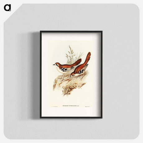 アートポスター-Eastern Scrub-Robin
 - オーストラリアの鳥 Poster.
