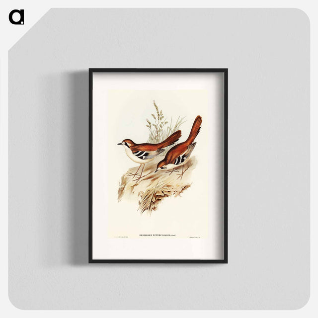 アートポスター-Eastern Scrub-Robin
 - オーストラリアの鳥 Poster.
