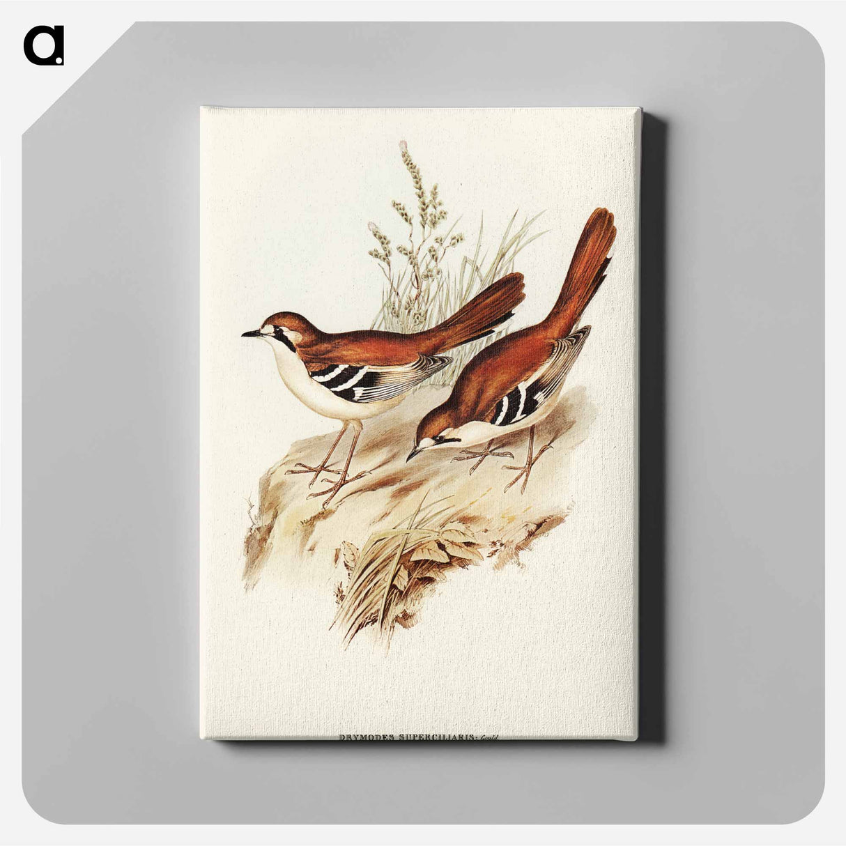 Eastern Scrub-Robin
 - オーストラリアの鳥 Canvas.