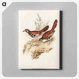Eastern Scrub-Robin
 - オーストラリアの鳥 Canvas.