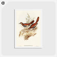 アートポストカード-Eastern Scrub-Robin
 - オーストラリアの鳥 Postcard.