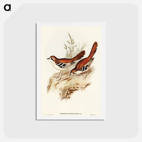 アートポストカード-Eastern Scrub-Robin
 - オーストラリアの鳥 Postcard.