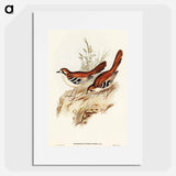 アートポスター-Eastern Scrub-Robin
 - オーストラリアの鳥 Poster.