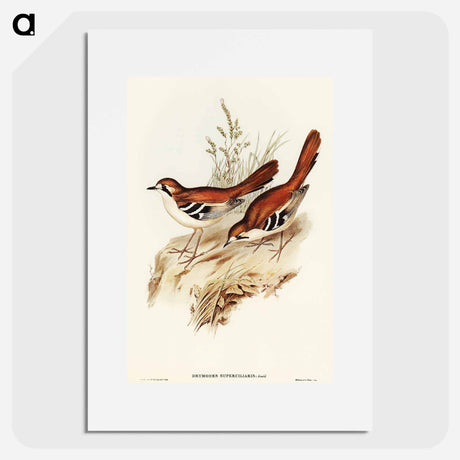 アートポスター-Eastern Scrub-Robin
 - オーストラリアの鳥 Poster.