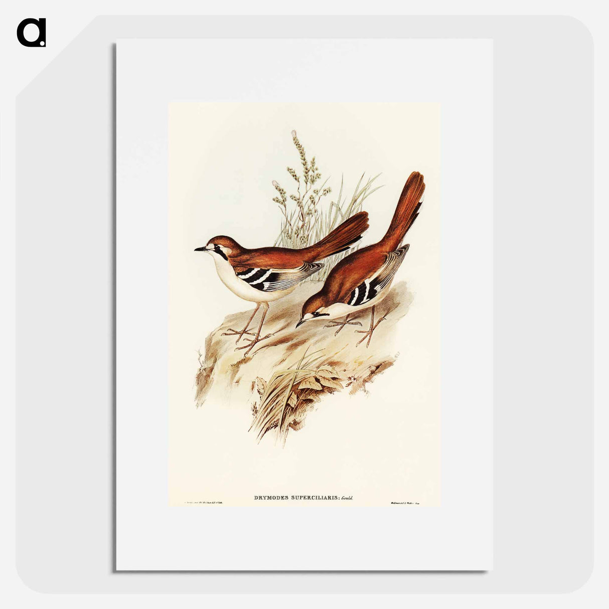 Eastern Scrub-Robin
 - オーストラリアの鳥 Poster.