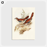 アートポストカード-Eastern Scrub-Robin
 - オーストラリアの鳥 Postcard.