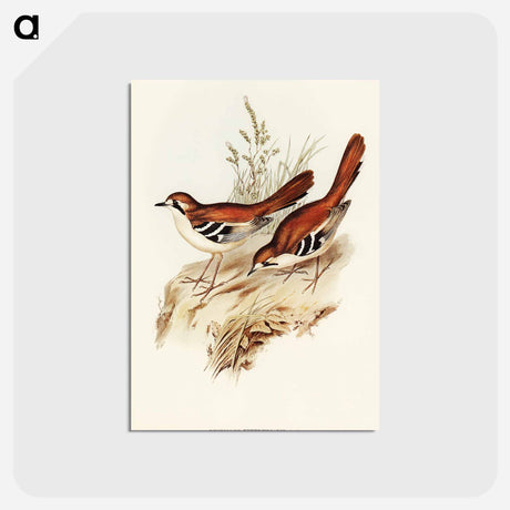 アートポストカード-Eastern Scrub-Robin
 - オーストラリアの鳥 Postcard.