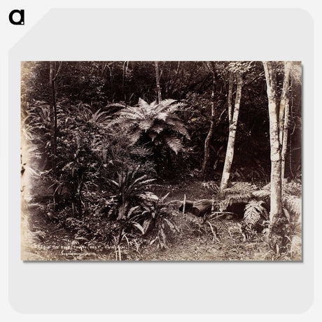 2-47_The-Burton-Brothers_picture-crop