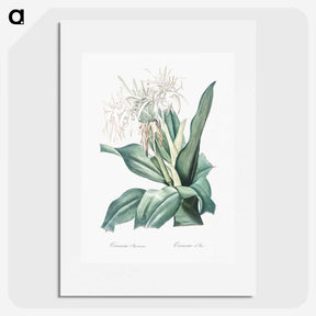 2-47_The-Lilies_picture