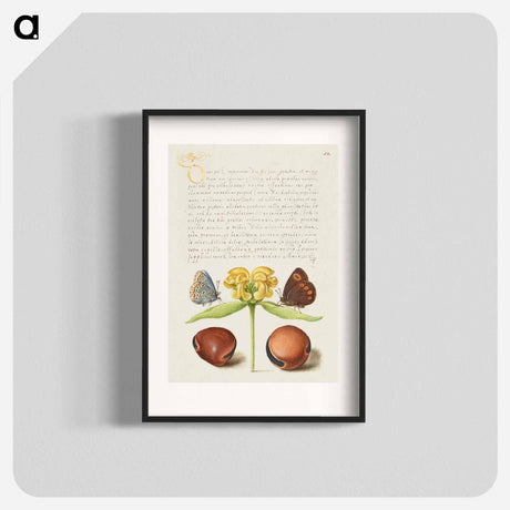 アートポスター-Moths, Jerusalem Sage, and Beans from Mira Calligraphiae Monumenta
 - 書道のお手本 Poster.