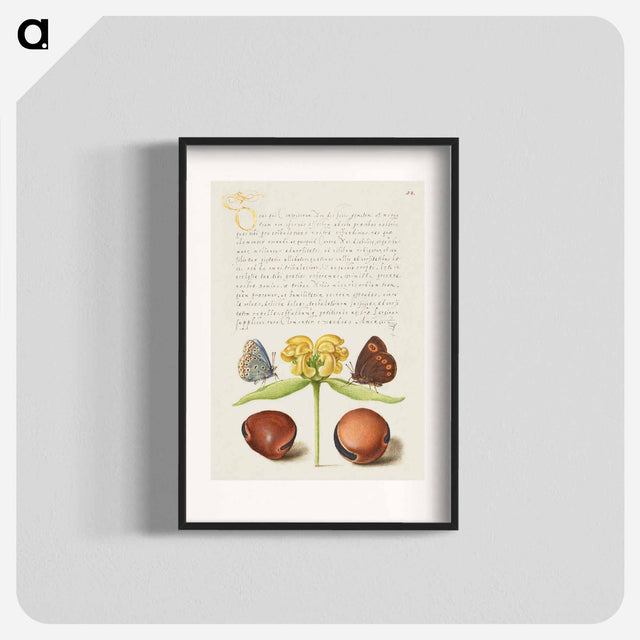 アートポスター-Moths, Jerusalem Sage, and Beans from Mira Calligraphiae Monumenta
 - 書道のお手本 Poster.
