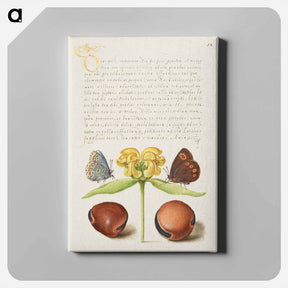 アートパネル-Moths, Jerusalem Sage, and Beans from Mira Calligraphiae Monumenta
 - 書道のお手本 Canvas.