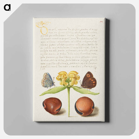 アートパネル-Moths, Jerusalem Sage, and Beans from Mira Calligraphiae Monumenta
 - 書道のお手本 Canvas.