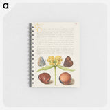 アートメモ帳-Moths, Jerusalem Sage, and Beans from Mira Calligraphiae Monumenta
 - 書道のお手本 Memo.