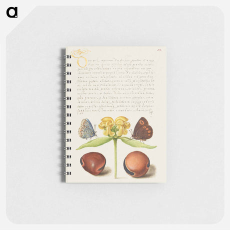 アートメモ帳-Moths, Jerusalem Sage, and Beans from Mira Calligraphiae Monumenta
 - 書道のお手本 Memo.