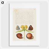アートポスター-Moths, Jerusalem Sage, and Beans from Mira Calligraphiae Monumenta
 - 書道のお手本 Poster.