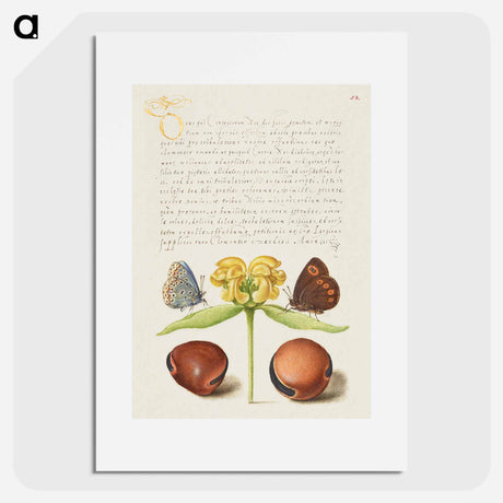 アートポスター-Moths, Jerusalem Sage, and Beans from Mira Calligraphiae Monumenta
 - 書道のお手本 Poster.