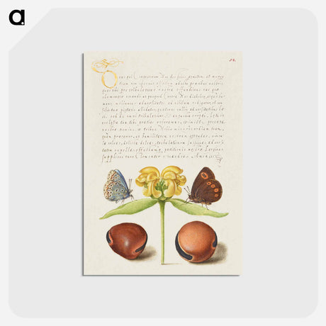 アートポストカード-Moths, Jerusalem Sage, and Beans from Mira Calligraphiae Monumenta
 - 書道のお手本 Postcard.