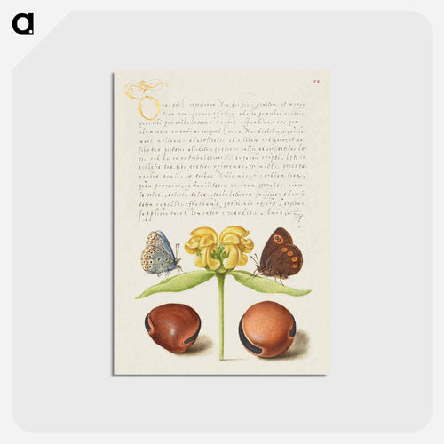 Moths, Jerusalem Sage, and Beans from Mira Calligraphiae Monumenta
 - 書道のお手本 Postcard.