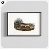 2-47_The-Viviparous-Quadrupeds_blk