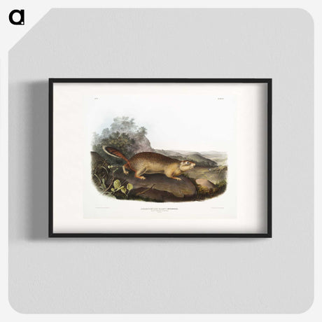 2-47_The-Viviparous-Quadrupeds_blk
