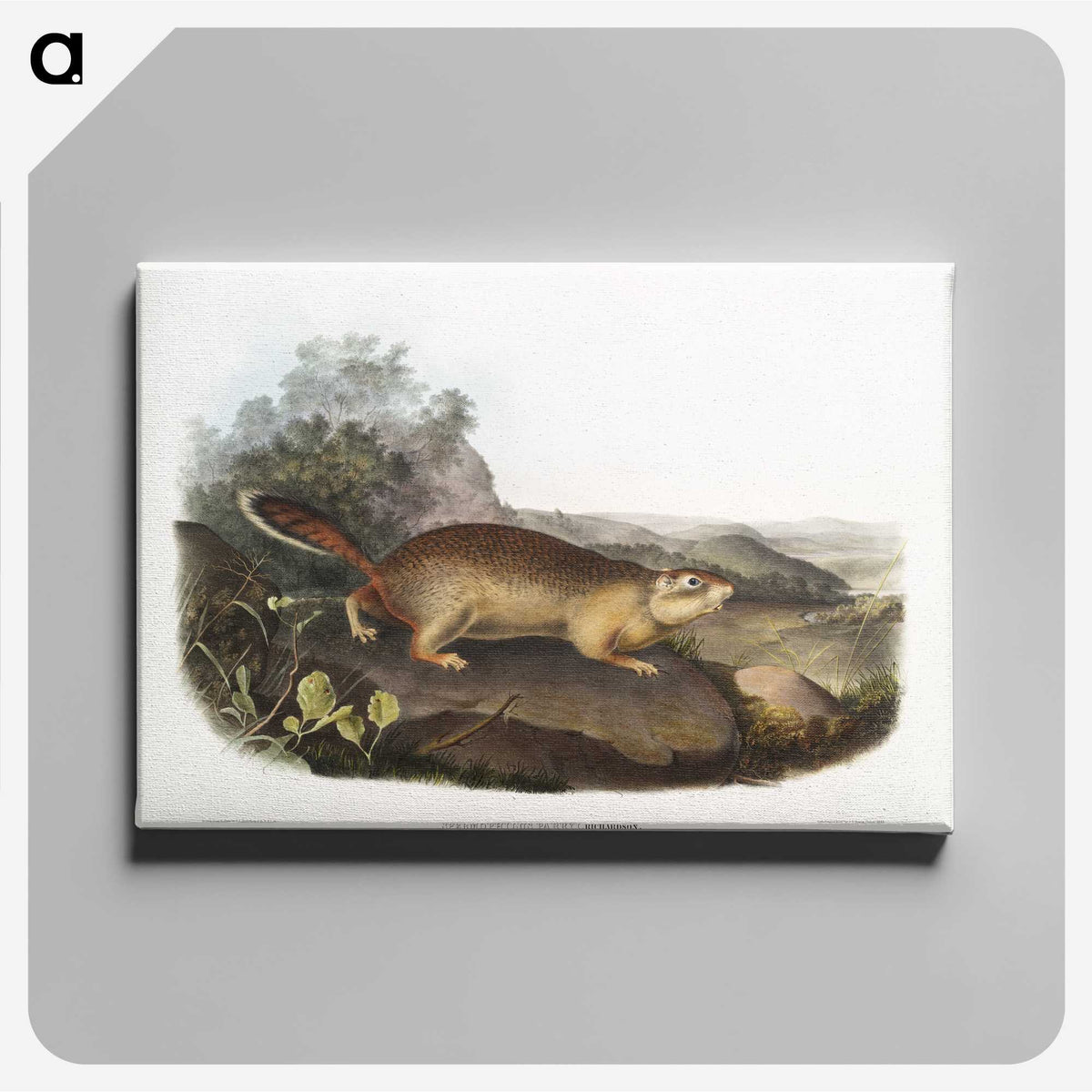 2-47_The-Viviparous-Quadrupeds_canvas