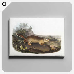 2-47_The-Viviparous-Quadrupeds_canvas