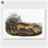 2-47_The-Viviparous-Quadrupeds_picture-crop