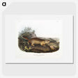 2-47_The-Viviparous-Quadrupeds_picture