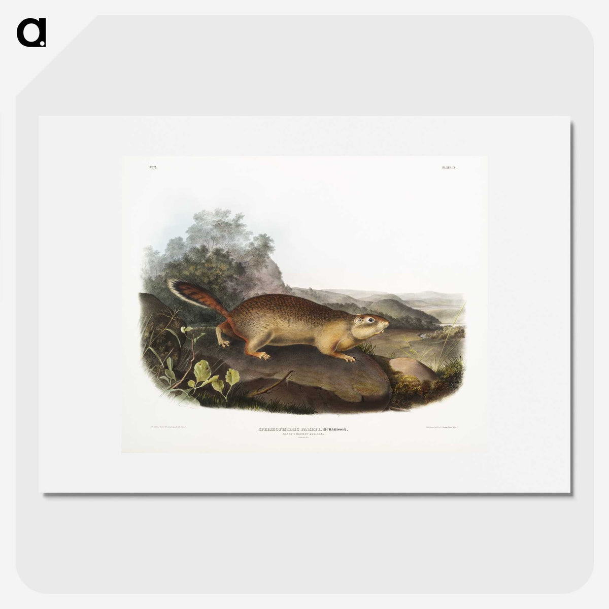 2-47_The-Viviparous-Quadrupeds_picture