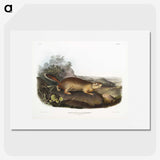 2-47_The-Viviparous-Quadrupeds_picture