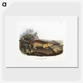 2-47_The-Viviparous-Quadrupeds_picture