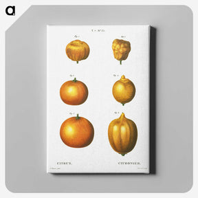 2-47_Treatise-on-Trees-and-Shrubs_canvas