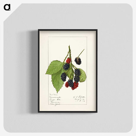 2-47_USDA-Watercolor-Fruit-Painting-Collection_blk-crop