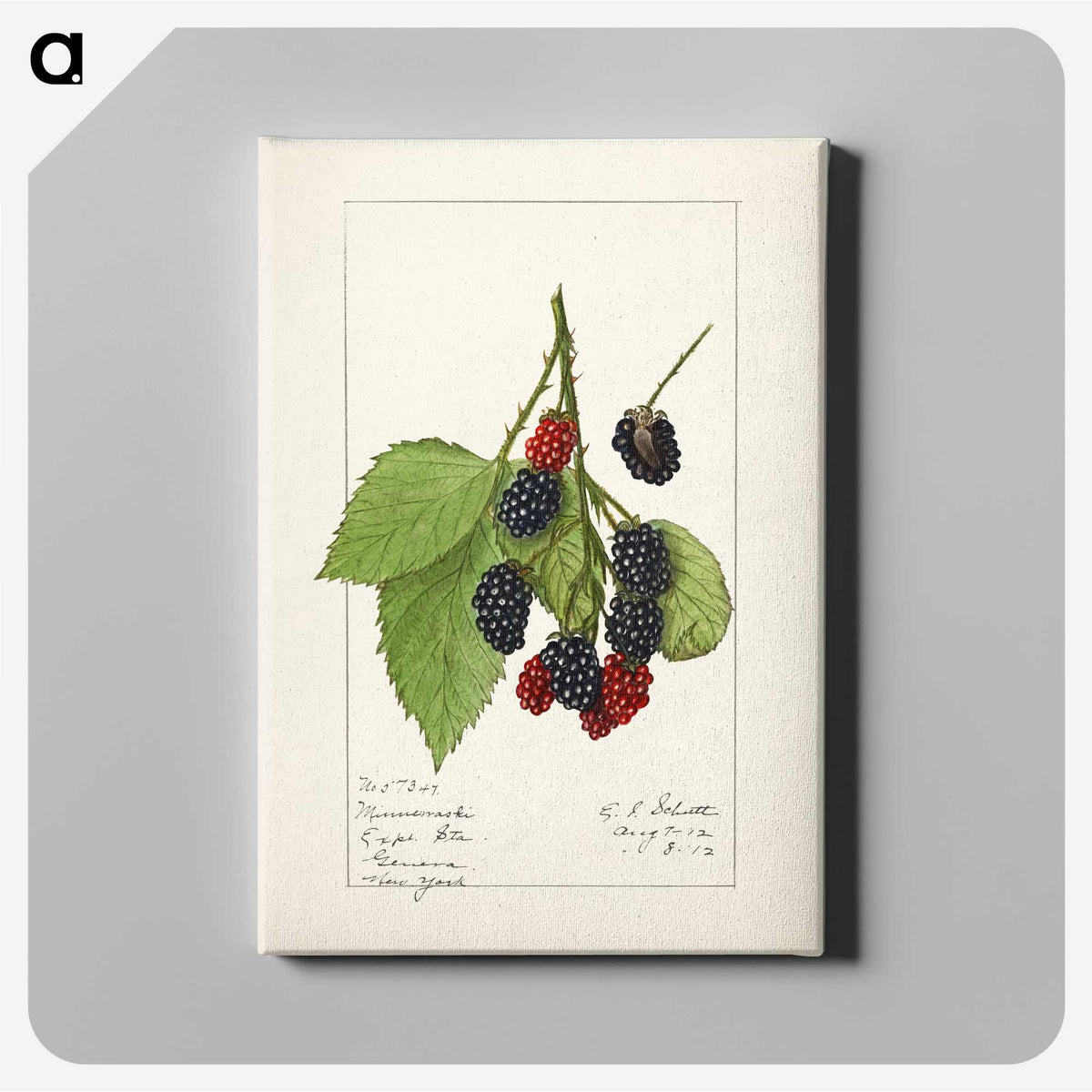 2-47_USDA-Watercolor-Fruit-Painting-Collection_canvas