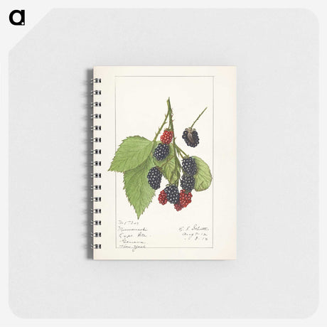 2-47_USDA-Watercolor-Fruit-Painting-Collection_memo