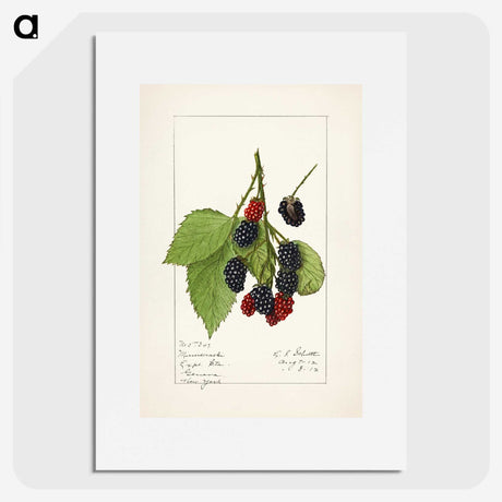 2-47_USDA-Watercolor-Fruit-Painting-Collection_picture