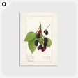 2-47_USDA-Watercolor-Fruit-Painting-Collection_postcard