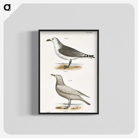 2-47_Zoology-of-New-York_blk-crop
