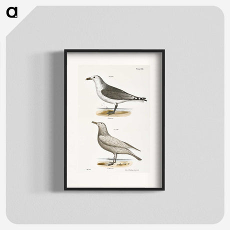 2-47_Zoology-of-New-York_blk