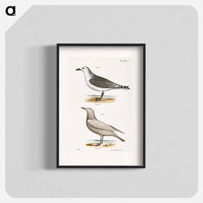アートポスター-American Gull (Larus zonorhyncus) Winter Gull (Larus argentatus) illustration from Zoology of New York by - ニューヨークの動物学 Poster.
